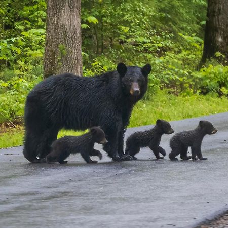 Bear Den, Hot Tub, 1089 Of Free Attraction Tickets For Each Paid Day, Dollywood And More! Sevierville Extérieur photo