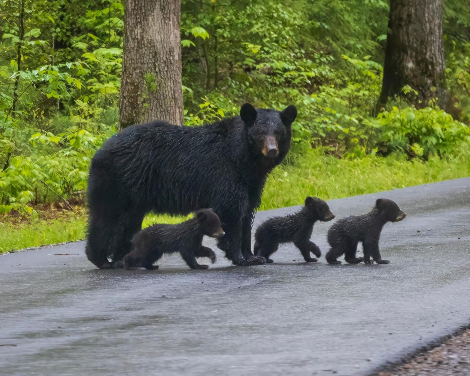 Bear Den, Hot Tub, 1089 Of Free Attraction Tickets For Each Paid Day, Dollywood And More! Sevierville Extérieur photo